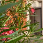 Nuova Residenza Borgo Trento