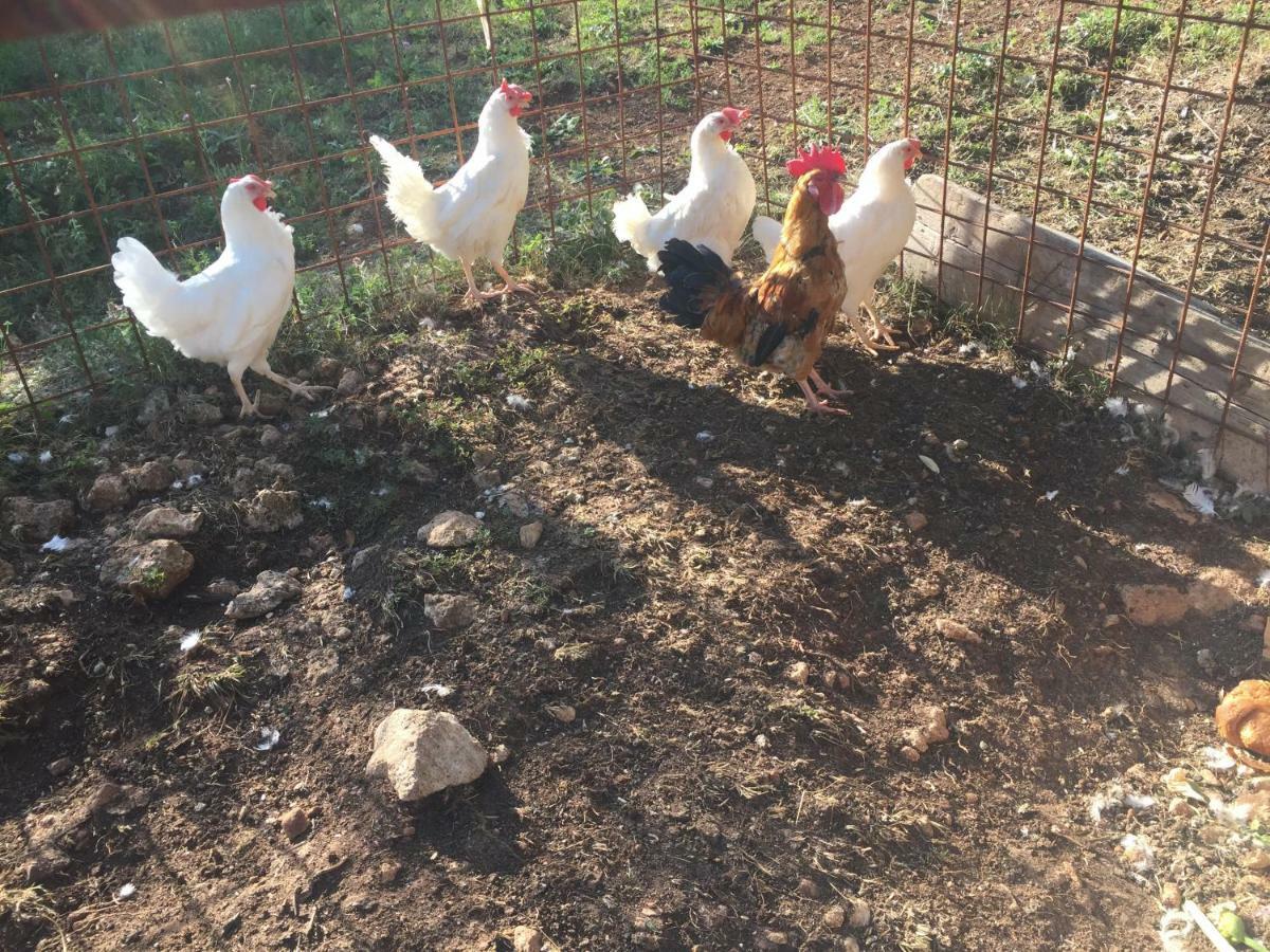 Alloggio per agriturismo Agriturismo Macole Fattoria Con Spuntini