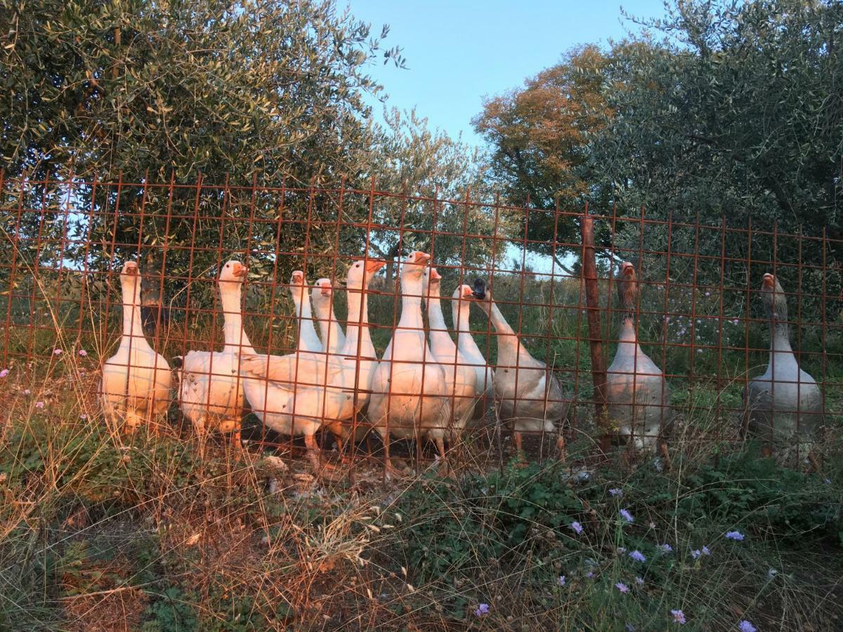 Agriturismo Macole Fattoria Con Spuntini Alloggio per agriturismo