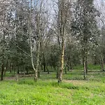 Green Woods
