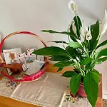 Polly\'S Apartment 1 Floor
