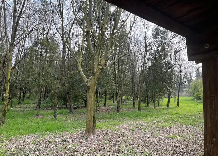 Green Woods