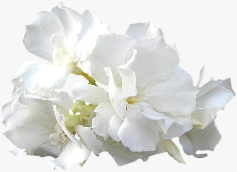 Calla, Calluna & Gardenia Apartment