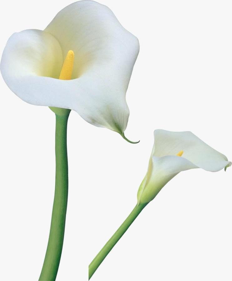 Calla, Calluna & Gardenia *