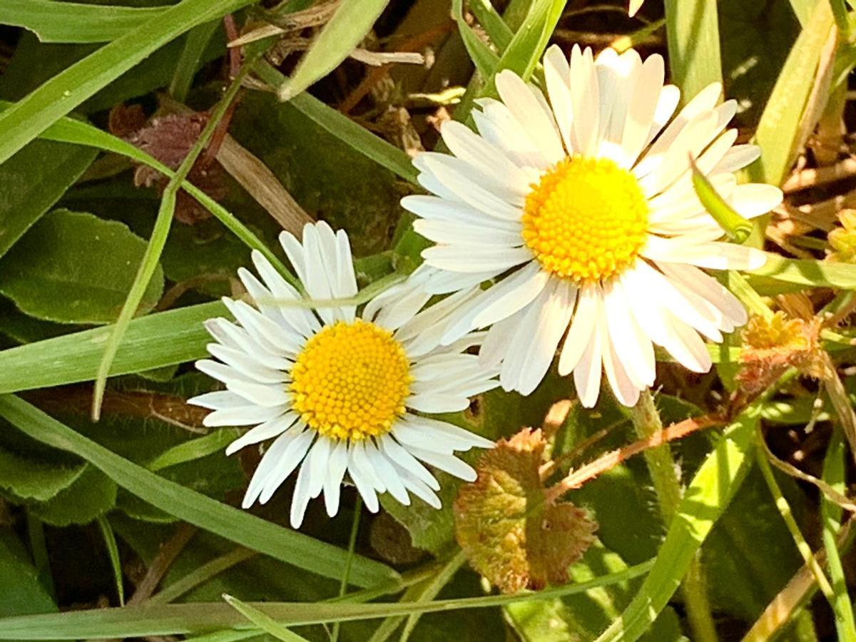 Il Pianetto *
