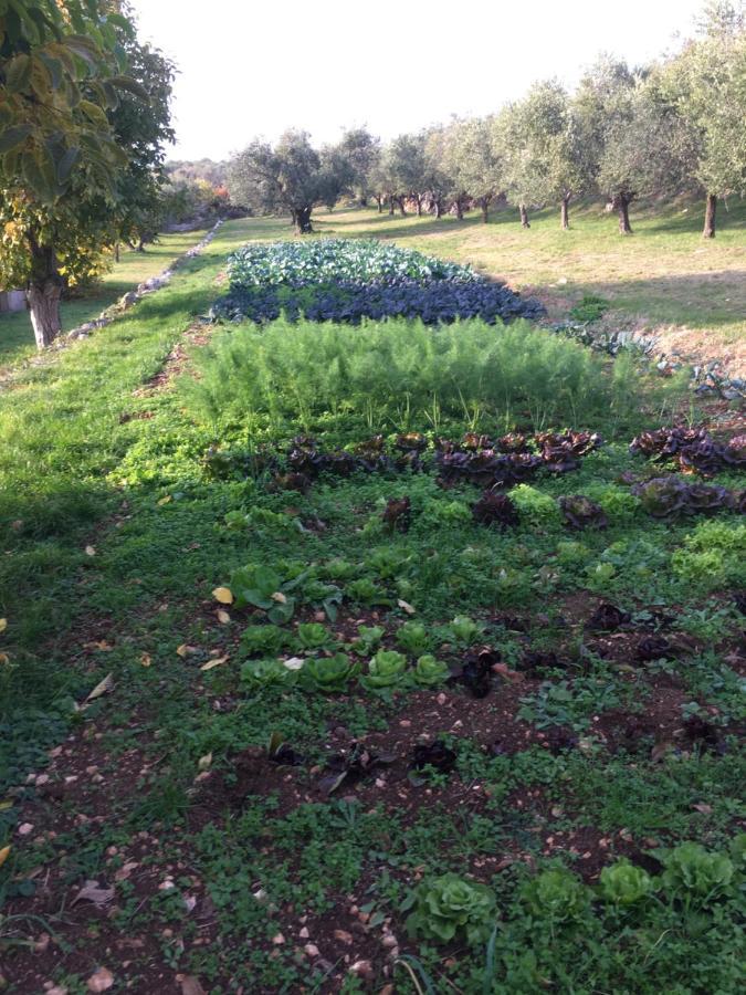 Casa Rosa Farm stay