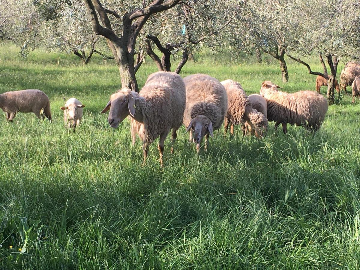 Casa Rosa Farm stay