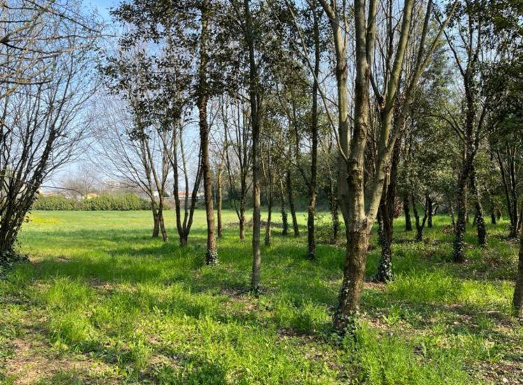 Woods Verona