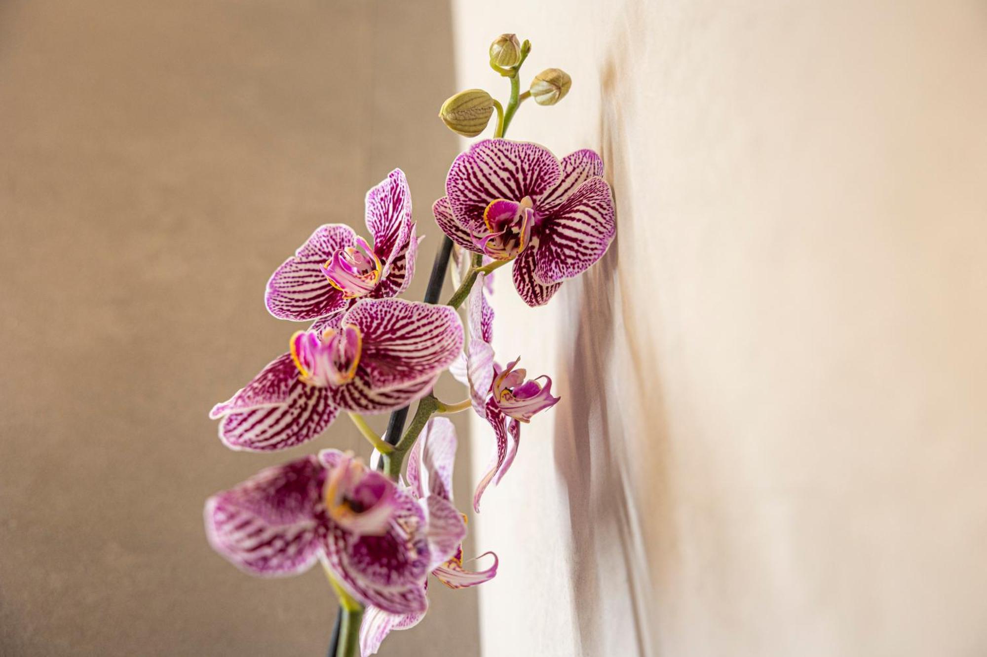 Căn hộ Orti Manara Design *