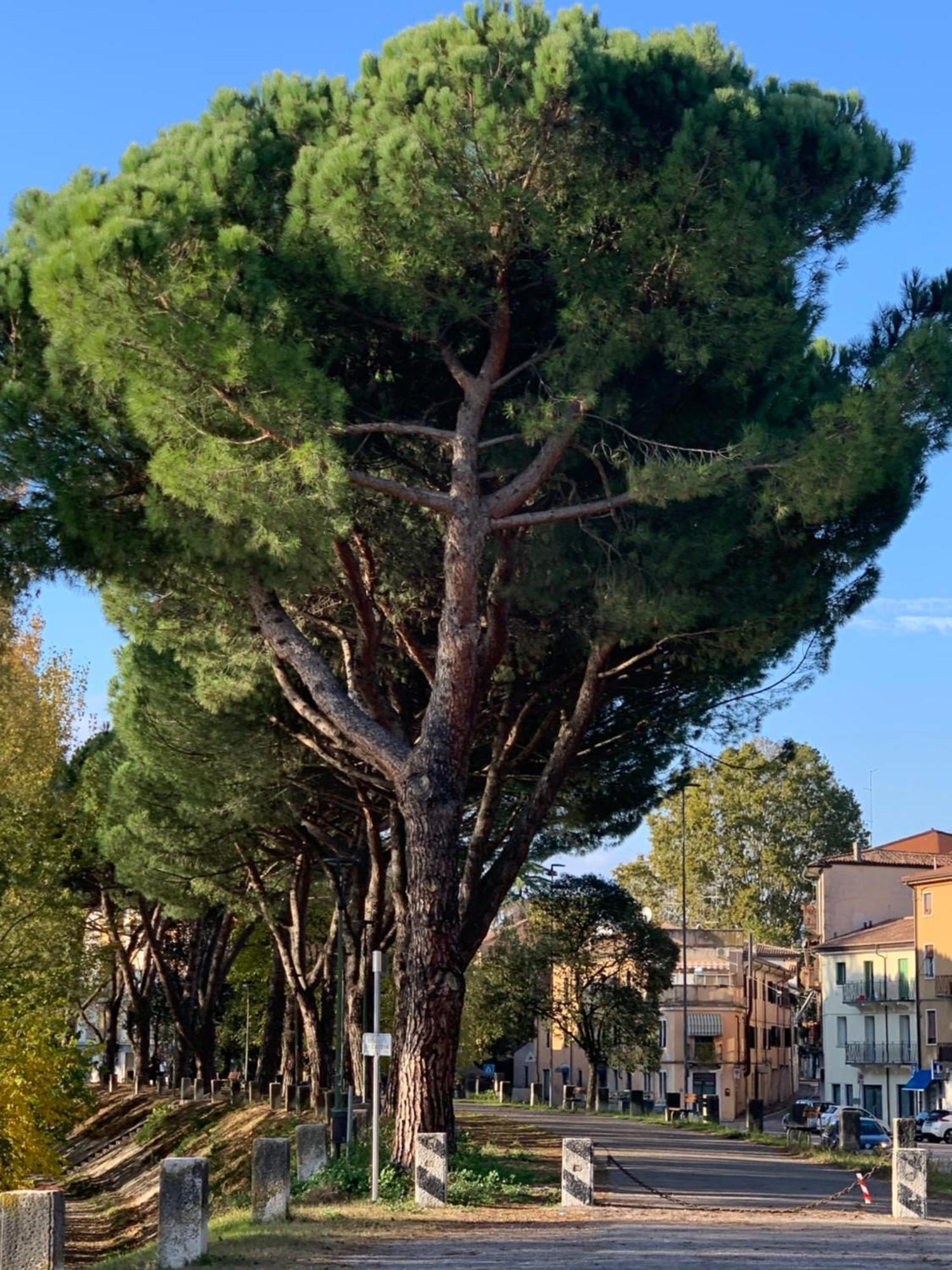 Vivere Original Verona