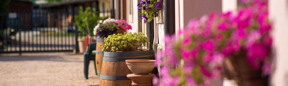 Casa Rosa Farm stay