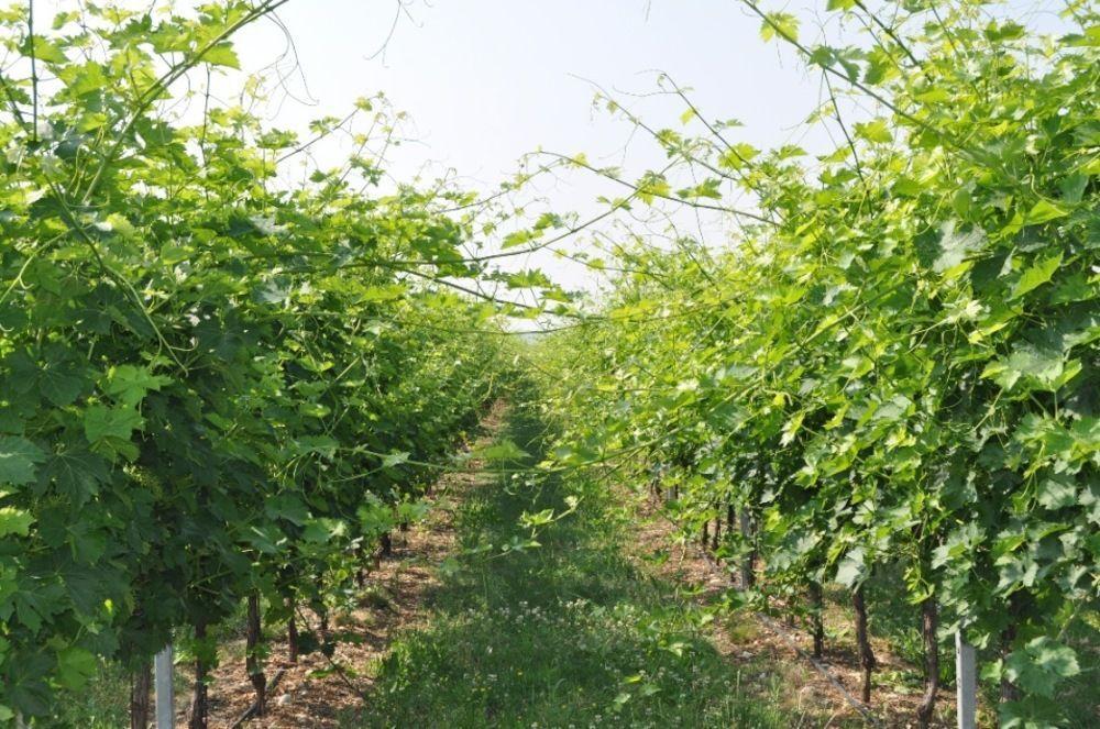 Corte Moranda Farm stay