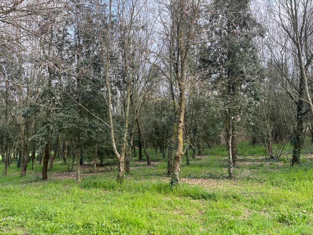 Woods Appartement