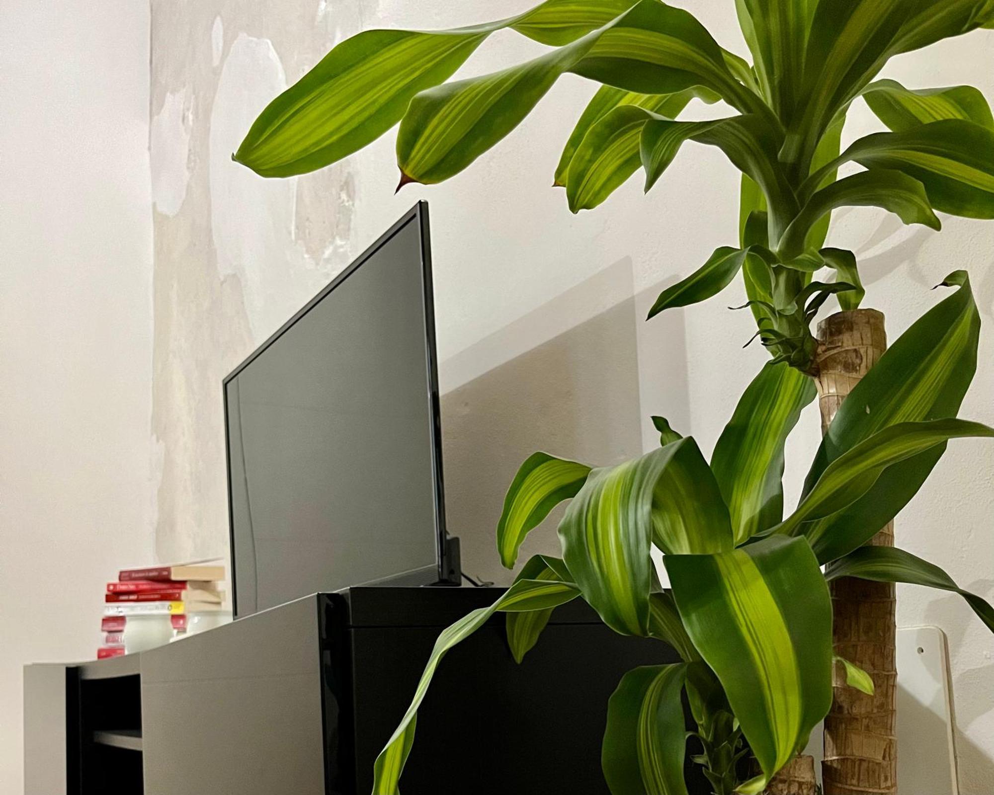 Apartamento Magnolia - Piazza Delle Erbe *