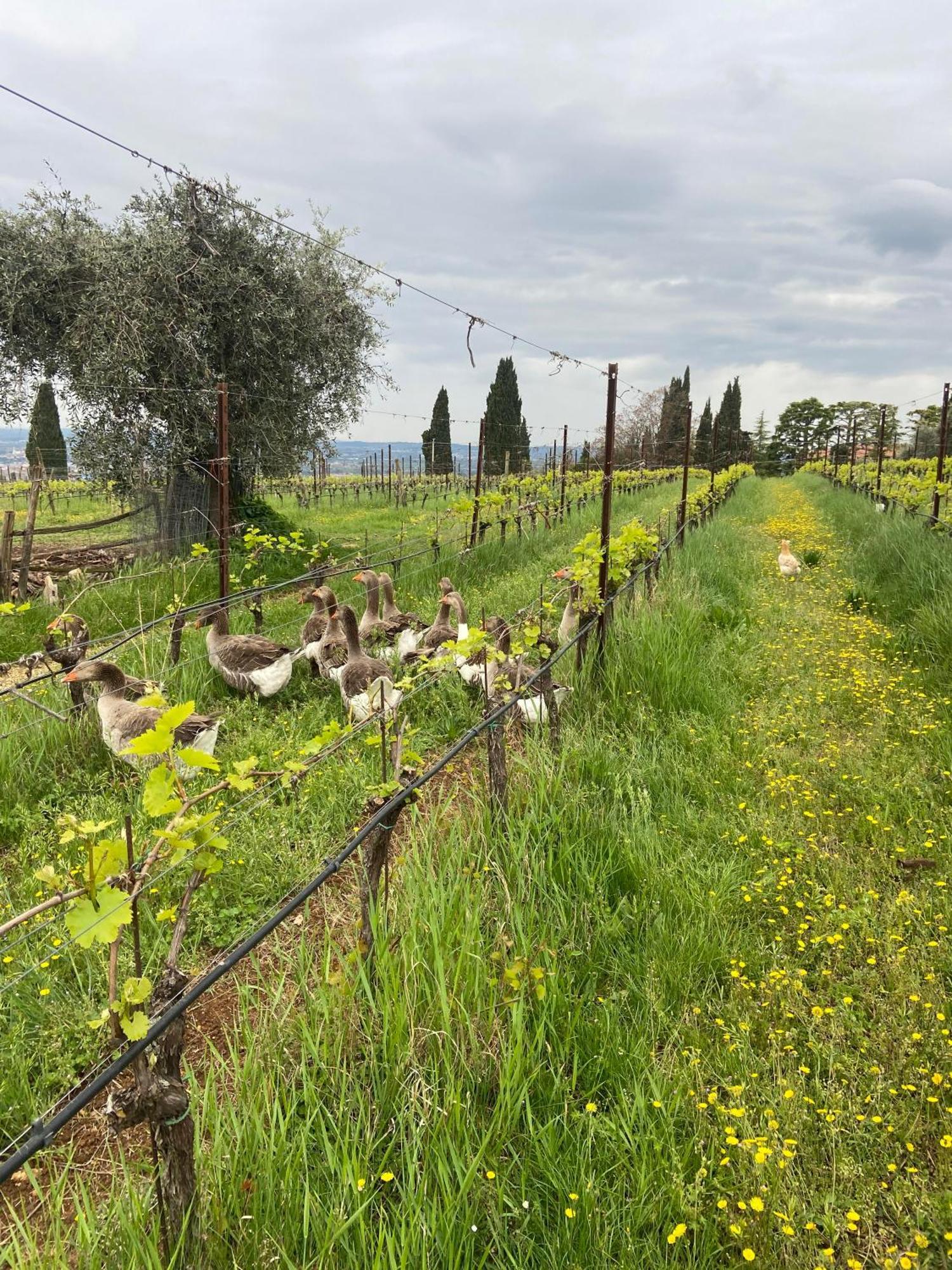 La Vineria Di San Mattia Bauernhof