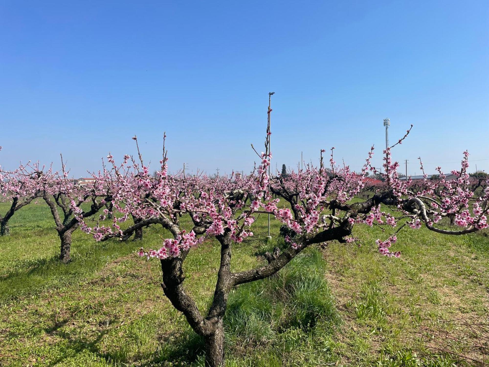 Corte Vecia Della Corte Farm stay